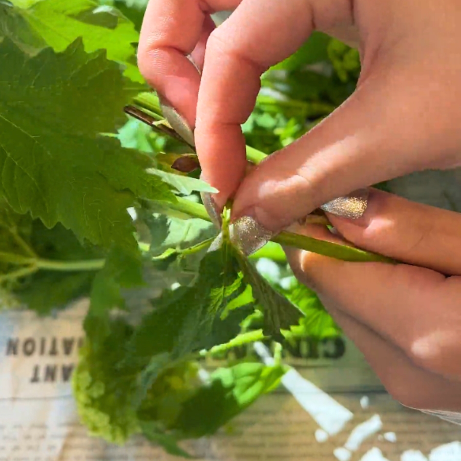 余分な葉を摘み取る