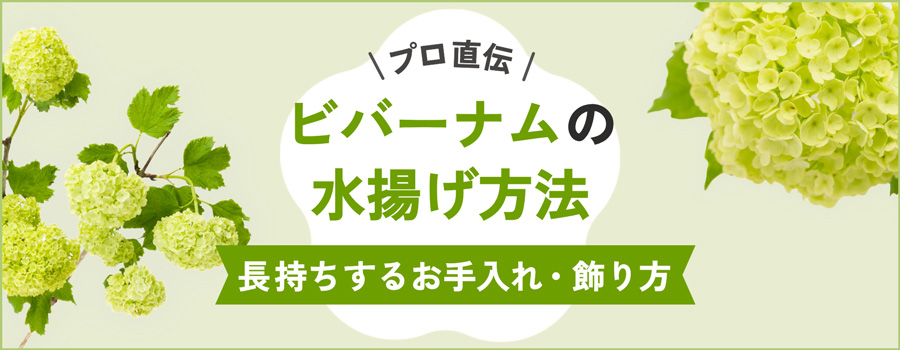 ビバーナムの水揚げ方法