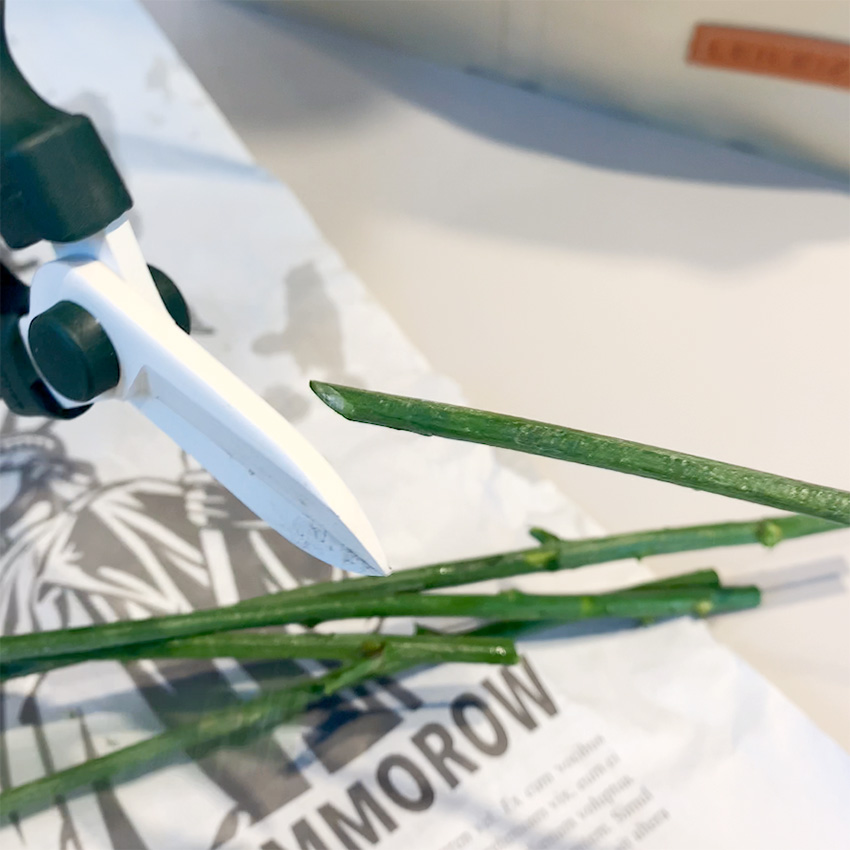 水中で茎の先端を斜めにカットする