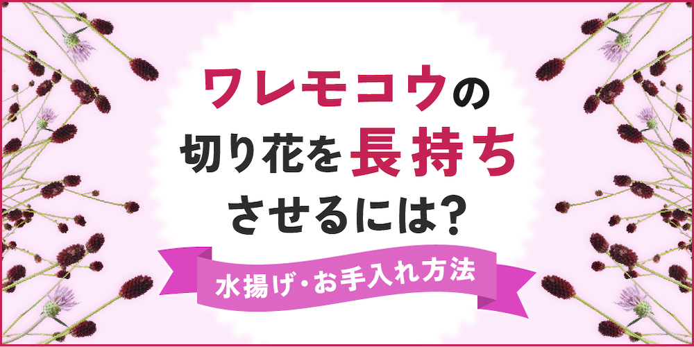 ワレモコウの切り花を長持ちさせるには？日持ちする水揚げ・お手入れ方法