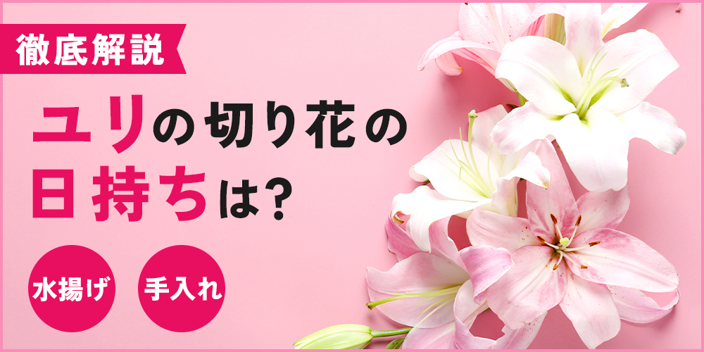 ユリの切り花の日持ちはどのくらい？長持ちさせる水揚げ・お手入れ方法などをご紹介