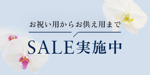 SALE実施中