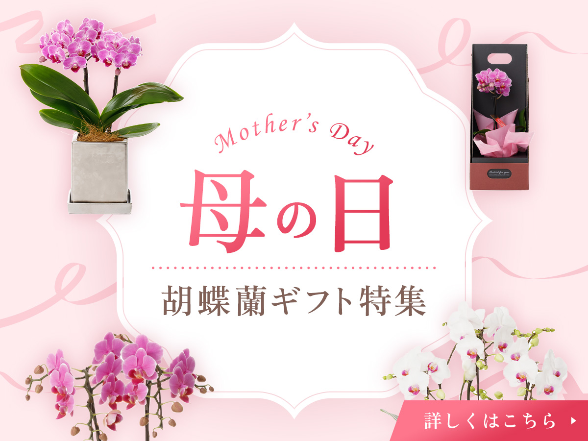 母の日特集