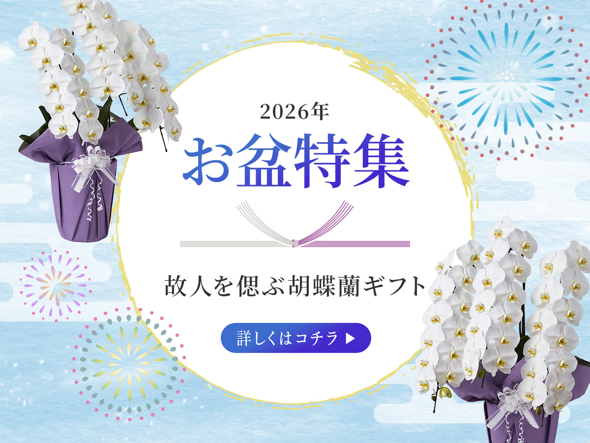 【お盆特集】お盆の準備はお早めに｜故人を偲ぶ、清楚な胡蝶蘭