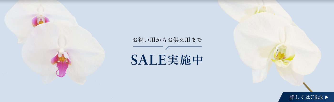 SALE実施中