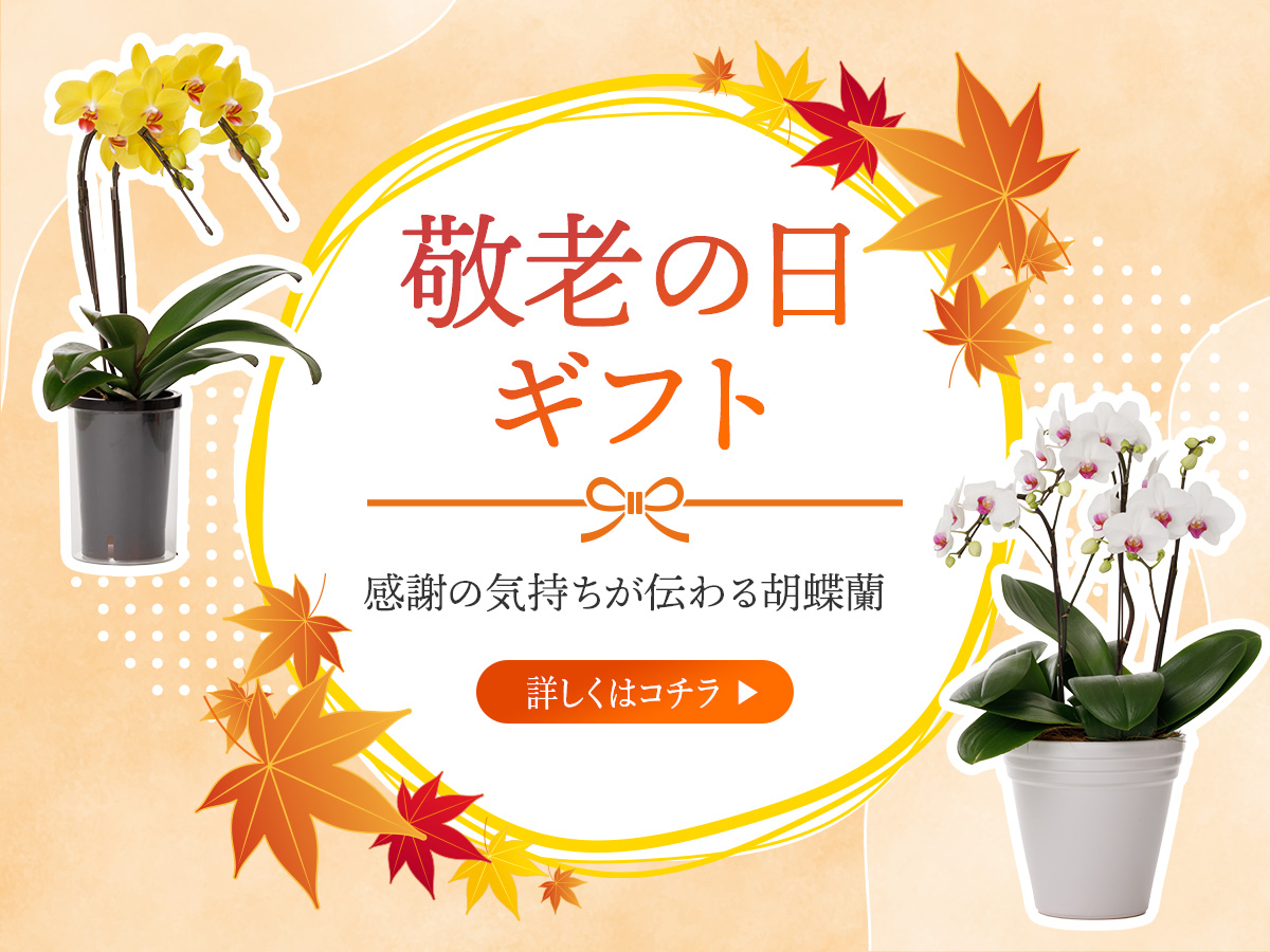 敬老の日ギフト｜今年の敬老の日は「胡蝶蘭」で長寿と感謝を伝えませんか？
