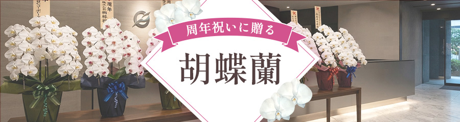 周年祝いに贈る胡蝶蘭