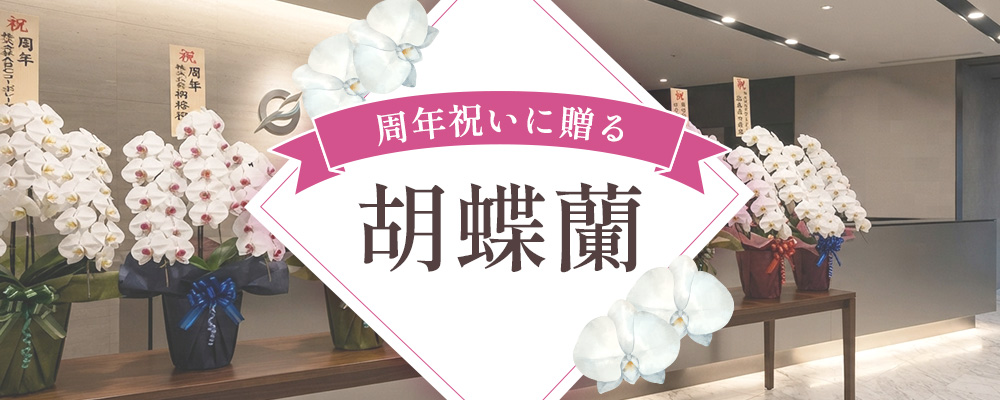 周年祝いに贈る胡蝶蘭