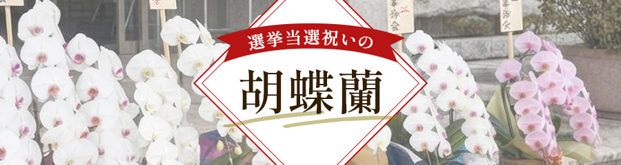 当選祝いに贈る胡蝶蘭
