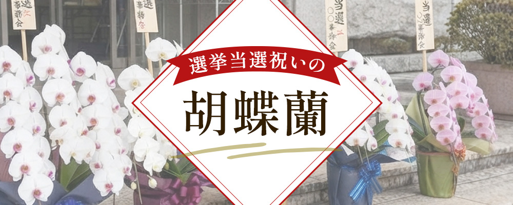 当選祝いに贈る胡蝶蘭