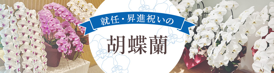 就任祝い・昇進祝いに贈る胡蝶蘭