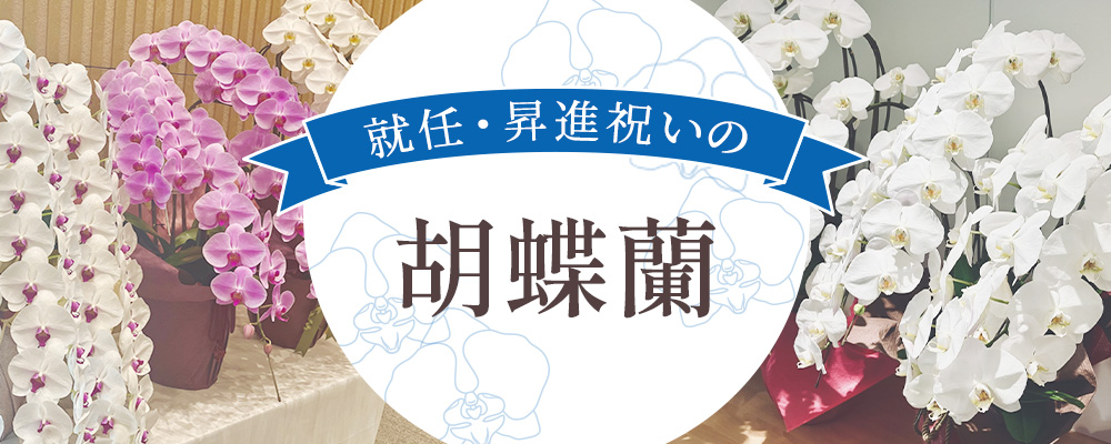 就任祝い・昇進祝いに贈る胡蝶蘭