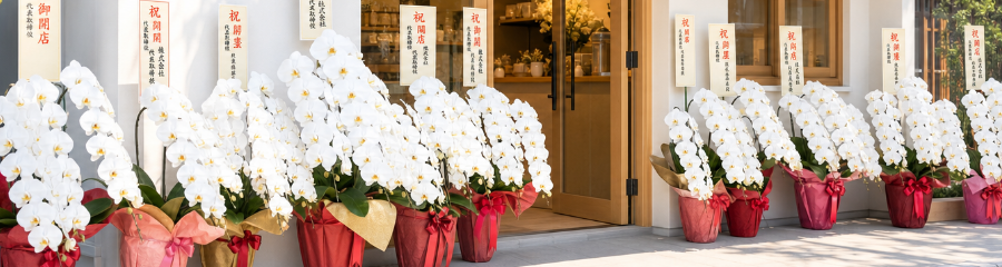 開店・開業祝いに贈る胡蝶蘭のマナー