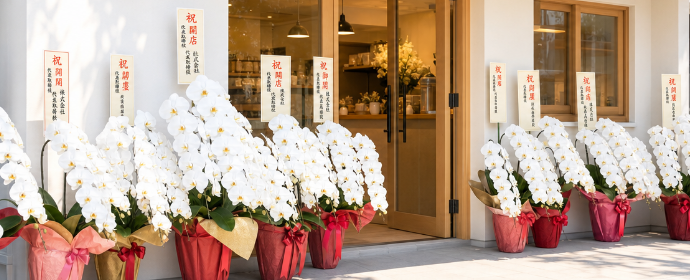 開店・開業祝いに贈る胡蝶蘭のマナー