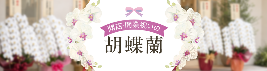 開店祝い・開業祝いに贈る胡蝶蘭