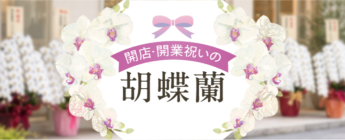 開店祝い・開業祝いに贈る胡蝶蘭