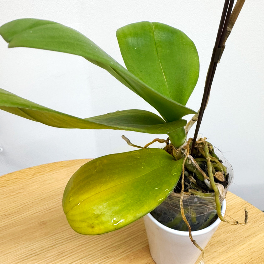 花が終わったまだ新しい胡蝶蘭