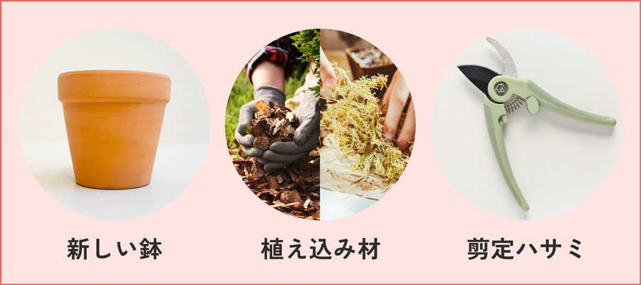 新しい鉢　植え込み材　剪定ハサミ
