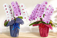 販促用3つ折りＰＯＰ(540mm✕400mm) ピンクスウィーツ　鋳薔薇それから エアリーシェイプ | ABCミッケ｜【公式】ABC通販サイト