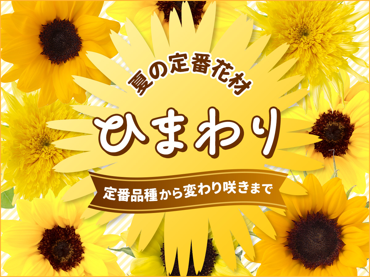 【ひまわり特集】定番品種から変わり咲きまで