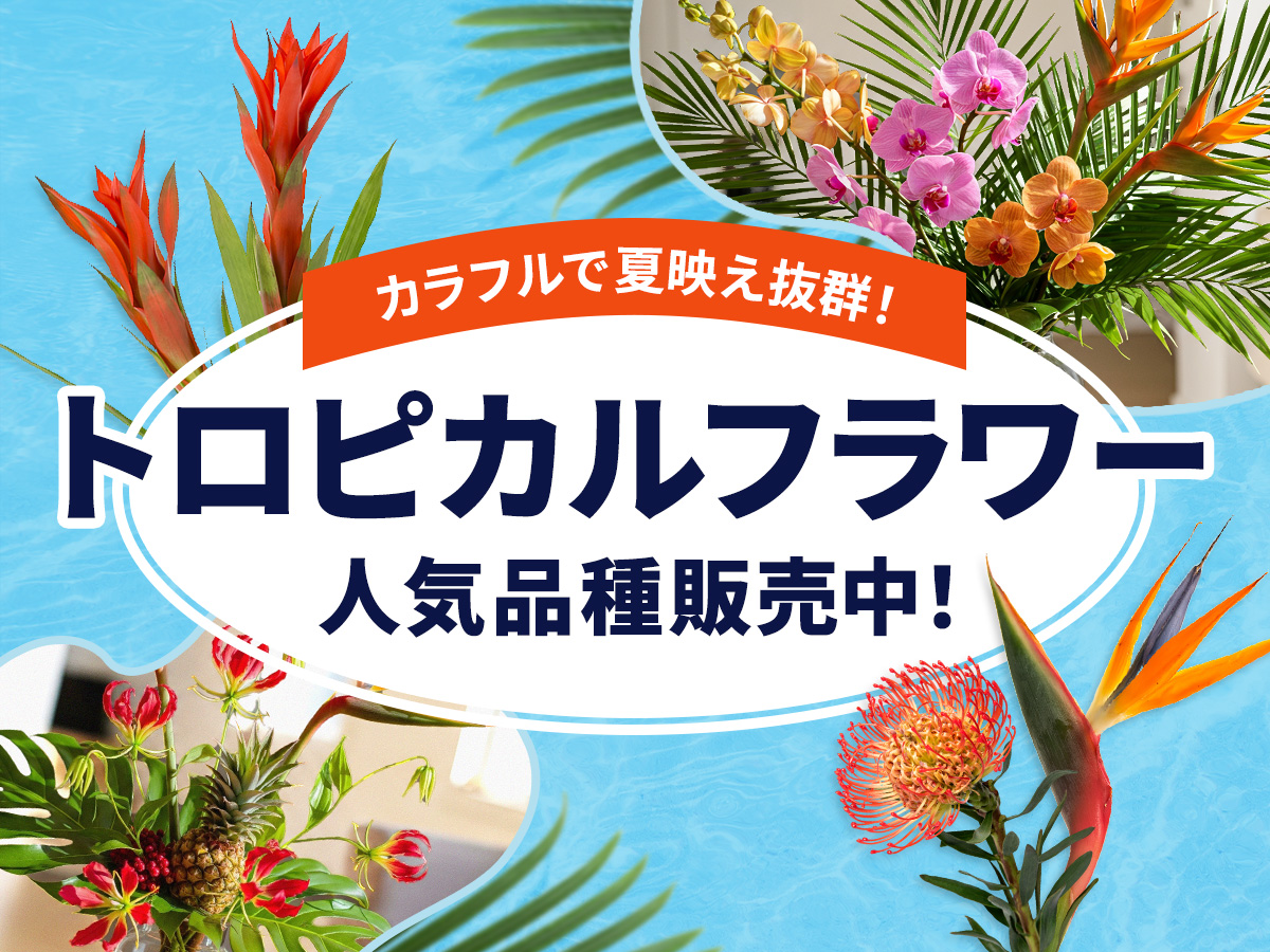 【トロピカルフラワー特集】モカラ・クルクマなど人気品種販売中！