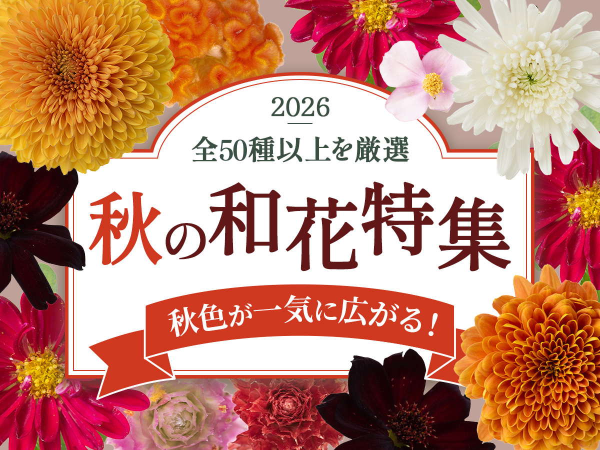 【秋の和花特集】マム・ワレモコウ・シュウメイギクなど販売中！