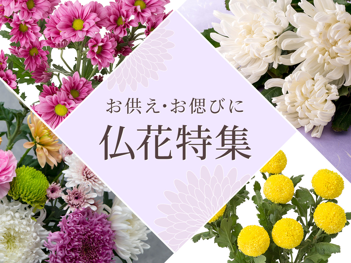 【仏花特集】菊・スターチス・カーネーションなど販売中！