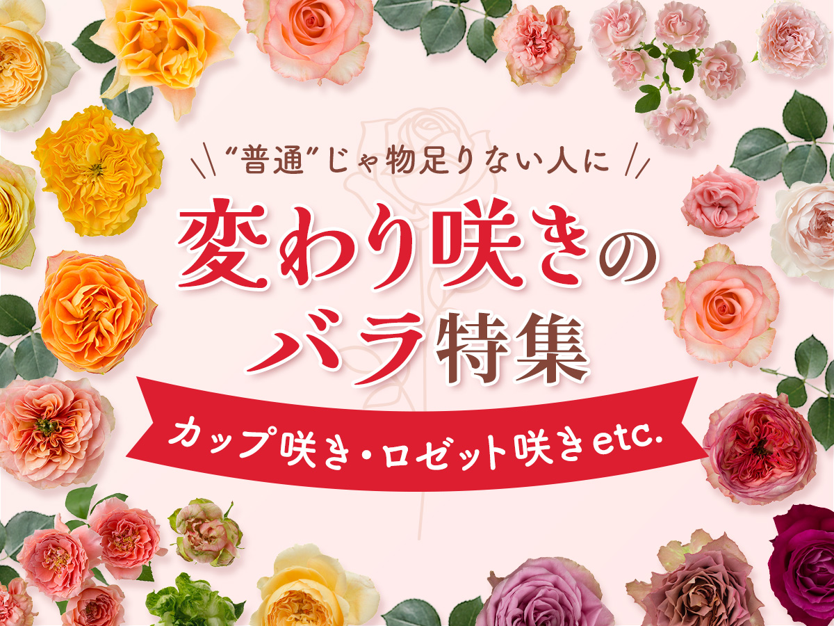 【変わり咲きバラ特集】咲き方で選ぶ個性派バラ