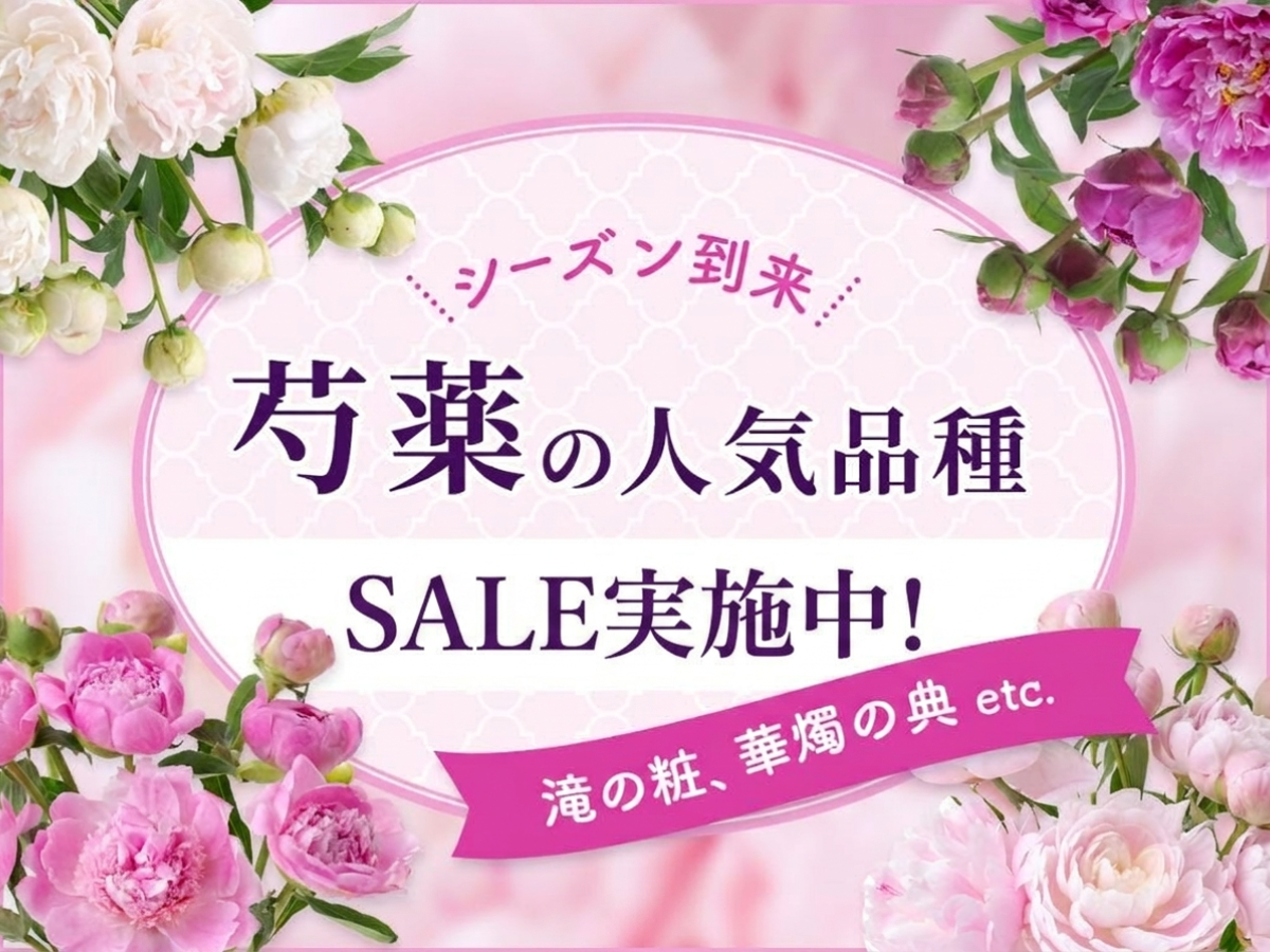 【芍薬特集】人気品種が続々入荷中！